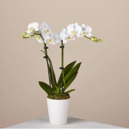 White orchid plant in a white pot