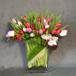 Paradise of Tulips