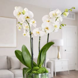 White orchid plant in a glass cylinder vase with green moss