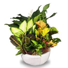 Dish Garden Ceramic Planter LG2 (DL)