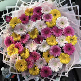 Bouquet of pink, white, and yellow gerbera daisies wrapped in pale pink paper
