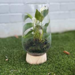Small potted plant in a clear glass vase with moss
