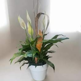 Peace Lily Planter