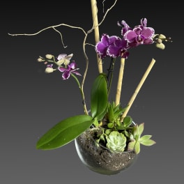 Purple orchids and succulents arranged in a glass bowl with bamboo stakes