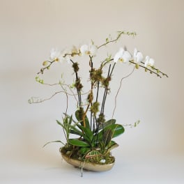 White orchids in a low oval planter with moss and green plants
