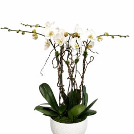 White orchid plant in a textured white pot