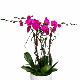Potted orchid arrangement with bright pink blooms in a white planter