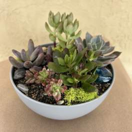 Succulent arrangement in a white bowl planter with decorative stones