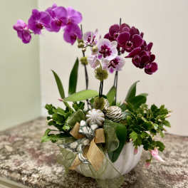Potted orchid arrangement with purple and white blooms in a white bowl