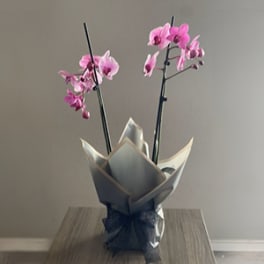 Two pink orchid stems in a wrapped pot