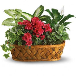 Basket planter with red flowers and assorted green plants
