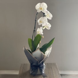 White orchid plant in a wrapped pot with a blue ribbon