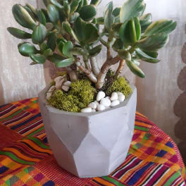 Potted succulent plant in a geometric white planter with moss and white stones