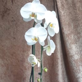 White orchid plant in a square white pot