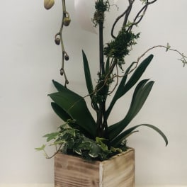 White orchid arrangement in a wooden box planter