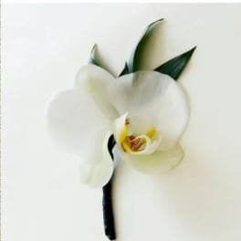 Single white orchid boutonniere with black-wrapped stem and small leaves on a white background