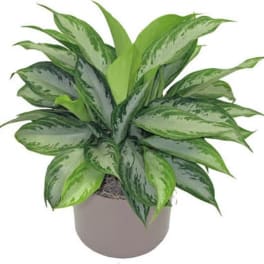 Potted green houseplant with broad variegated leaves
