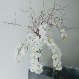 White orchid arrangement with curly branches in a vase