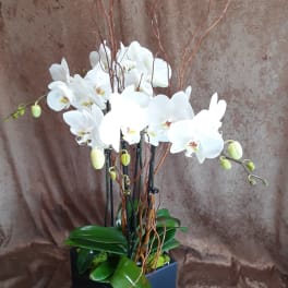 White orchid arrangement in a black square planter