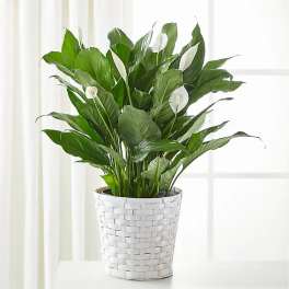 Potted peace lily with white blooms in a white woven basket