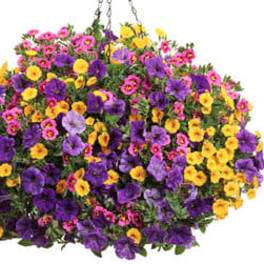 Large hanging basket of purple, pink, and yellow flowers