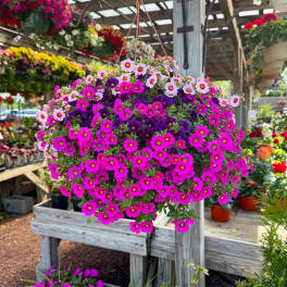 Hanging basket of bright pink and purple petunia-like flowers