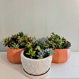 "Succulent Garden"
