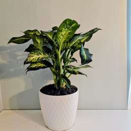 Potted green houseplant with variegated leaves in a white planter