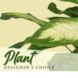 Plant designer's choice graphic with green leaves on a pale background