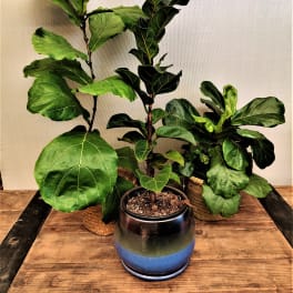 Fiddle Leaf Fig (Single Plant, variety chosen at random) 6"