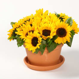 Pot of bright yellow sunflowers in a terracotta planter
