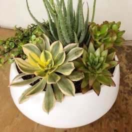Succulent arrangement in a white bowl planter