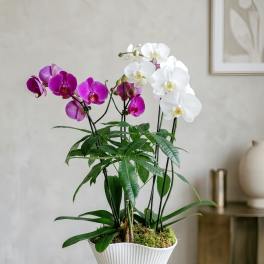 Potted orchids with white and magenta blooms in a white vase