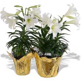 Easter lily plant