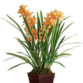 Teleflora's Regally Yours Orchid