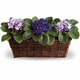 Sweet Violet Trio