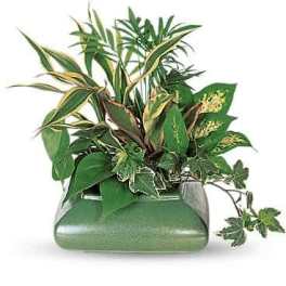 Small Garden Dish