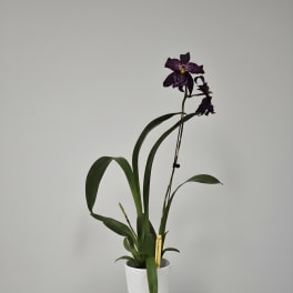 Howard's Dream Orchid