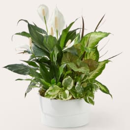 White peace lilies and assorted green houseplants in a white pot