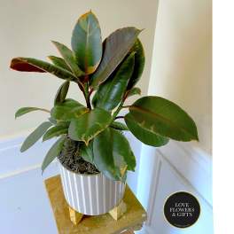 Potted rubber plant with large variegated green leaves in a striped white pot on a small stand.