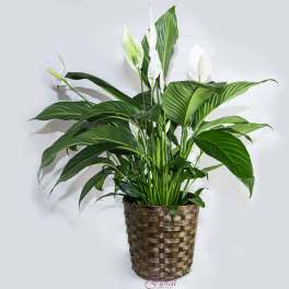 White peace lilies in a woven basket planter