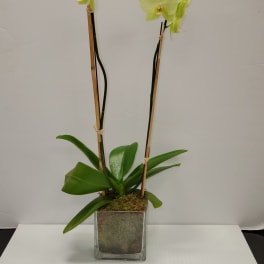 Pale yellow orchid plant with two tall flowering stems in a clear glass cube pot