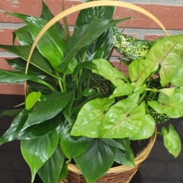Basket of assorted green houseplants with varied leaf shapes and textures