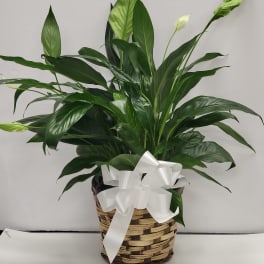 Potted peace lily with glossy green foliage and white blooms in a woven basket with a white bow