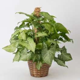 Potted green houseplant in a woven basket