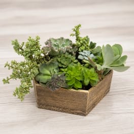 Wood Succulent Centerpiece