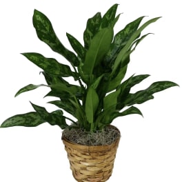 Potted green houseplant in a woven basket planter