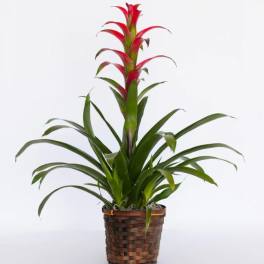 Potted bromeliad with red-tipped leaves in a woven basket