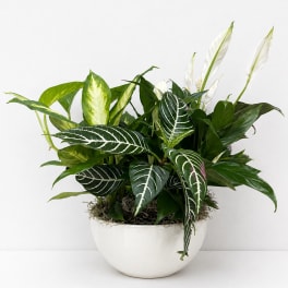 Ceramic Container Dish Gardens