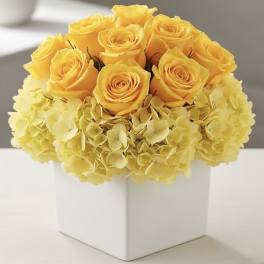 Yellow roses and hydrangeas arranged in a white square vase
